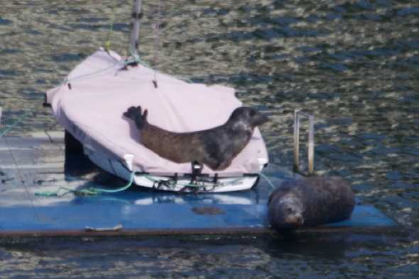 29 April 2023 - 15:23:05
No RibAdvisor review for this canvas put-you-up. But probably a softer touch than the pontoon deck.
----------------
Seals in the river Dart, Dartmouth